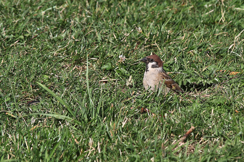 Haussperling im Gras