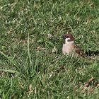 Haussperling im Gras