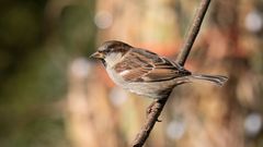 haussperling im herbst