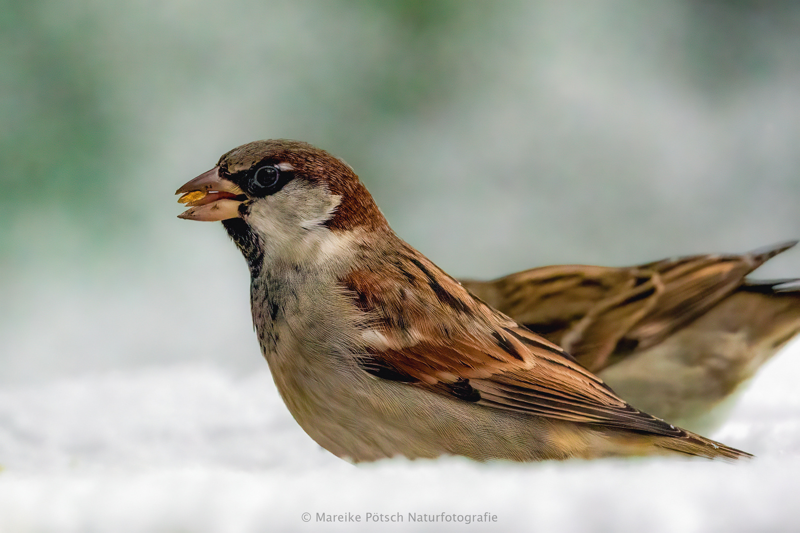 Haussperling im Schnee