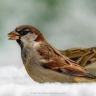 Haussperling im Schnee