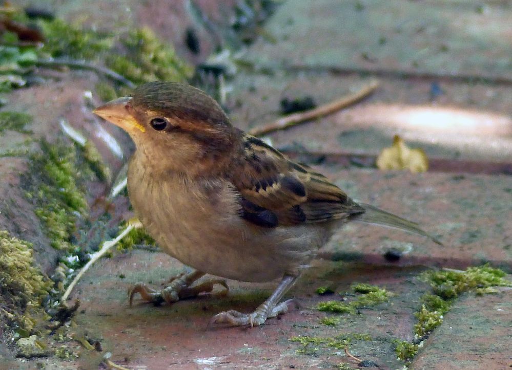 Haussperling im sommerlichen Garten