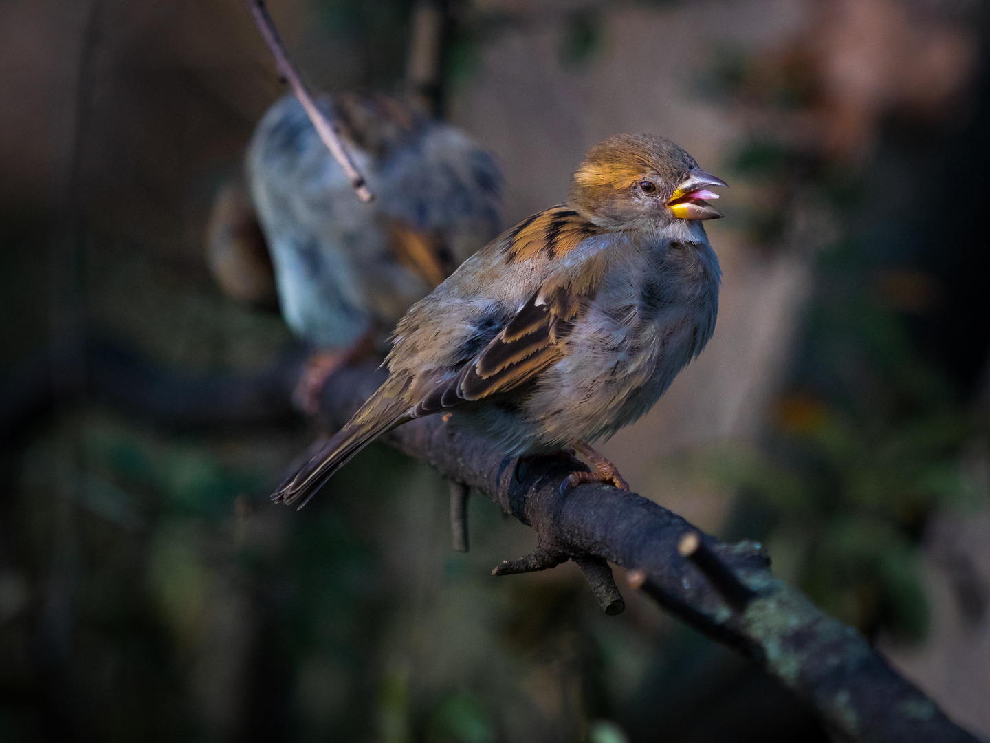 Haussperling in der Frühlingsmauser ?