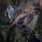 Haussperling in der Frühlingsmauser ?