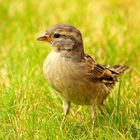 Haussperling (Jungvogel)