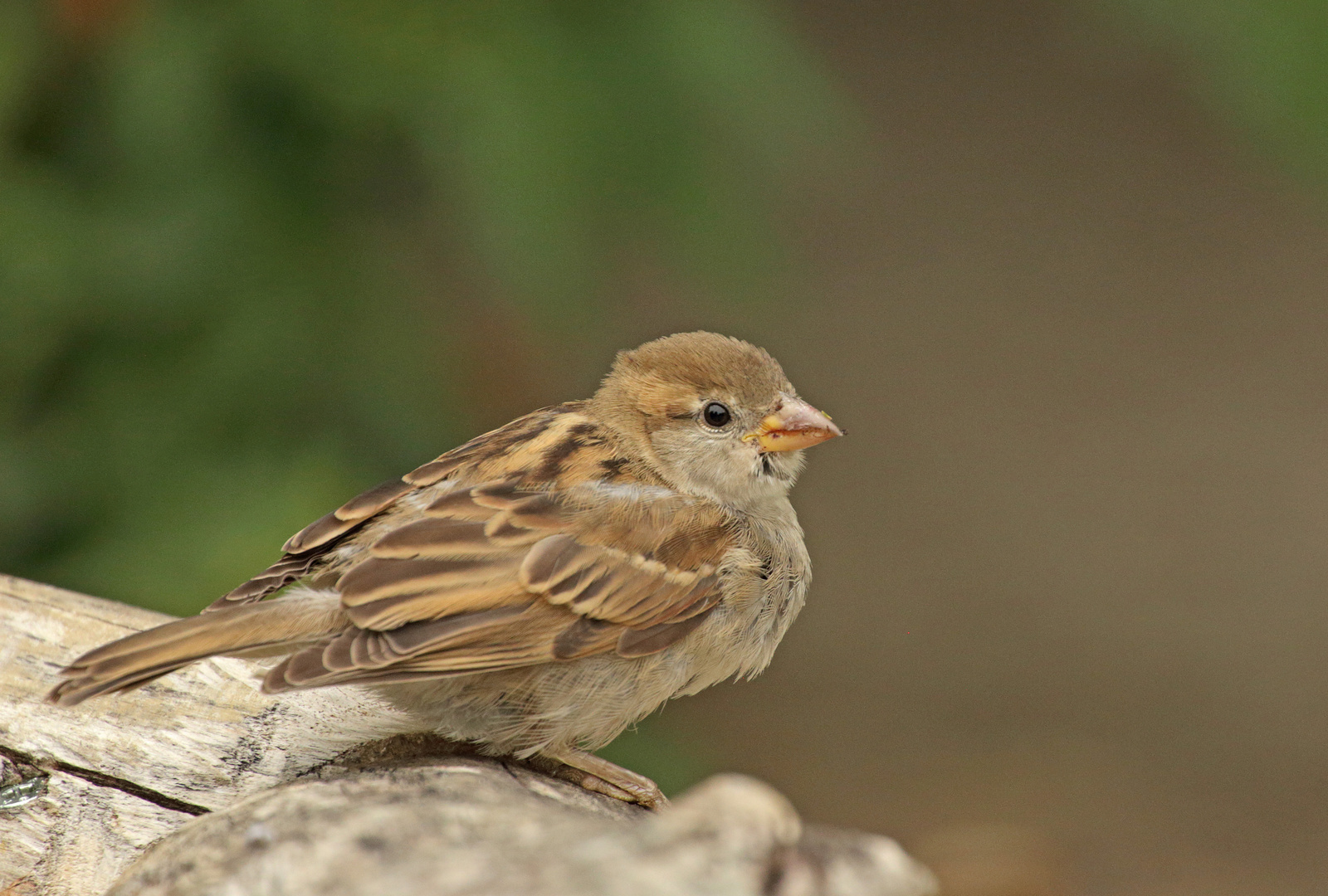 Haussperling  Jungvogel