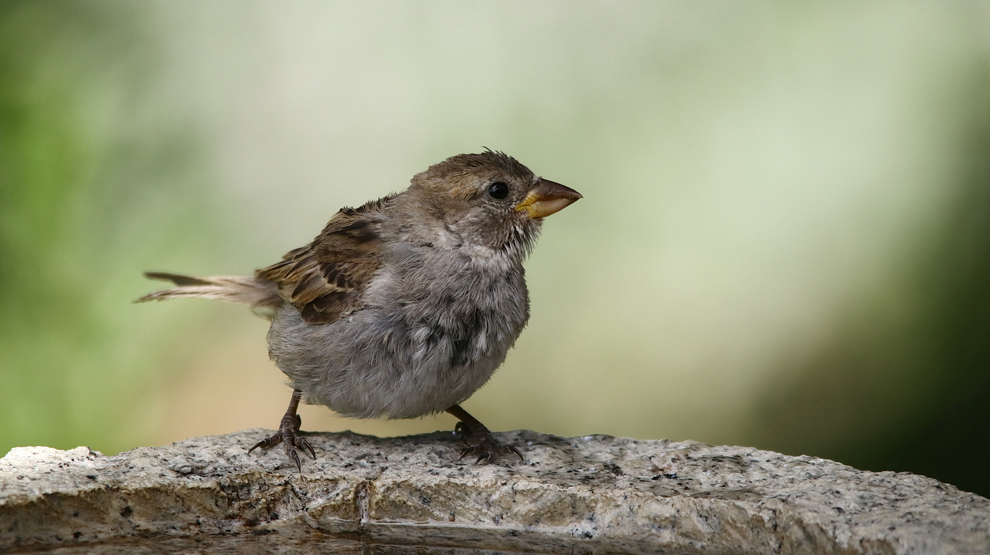 Haussperling ( juv. )