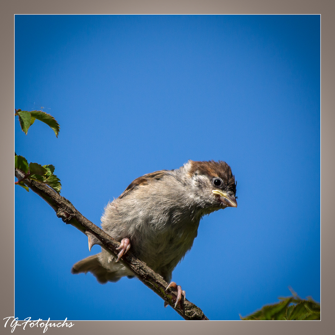 Haussperling juv. (Passer domesticus)