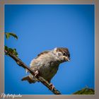 Haussperling juv. (Passer domesticus)