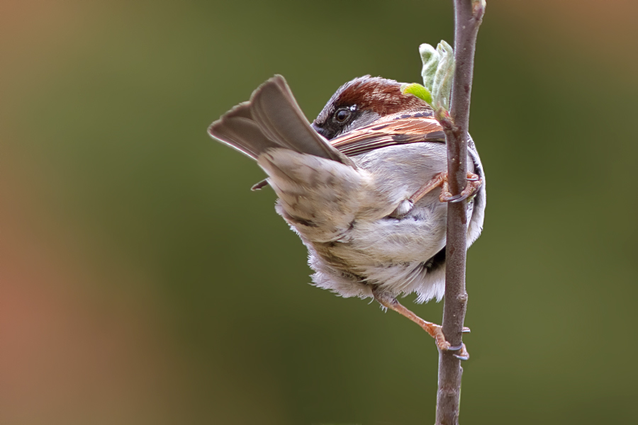 Haussperling Männchen