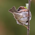 Haussperling Männchen