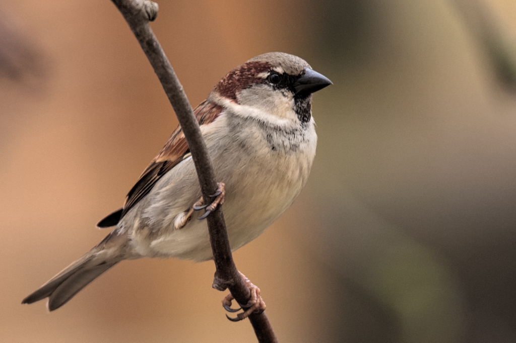 Haussperling Männchen