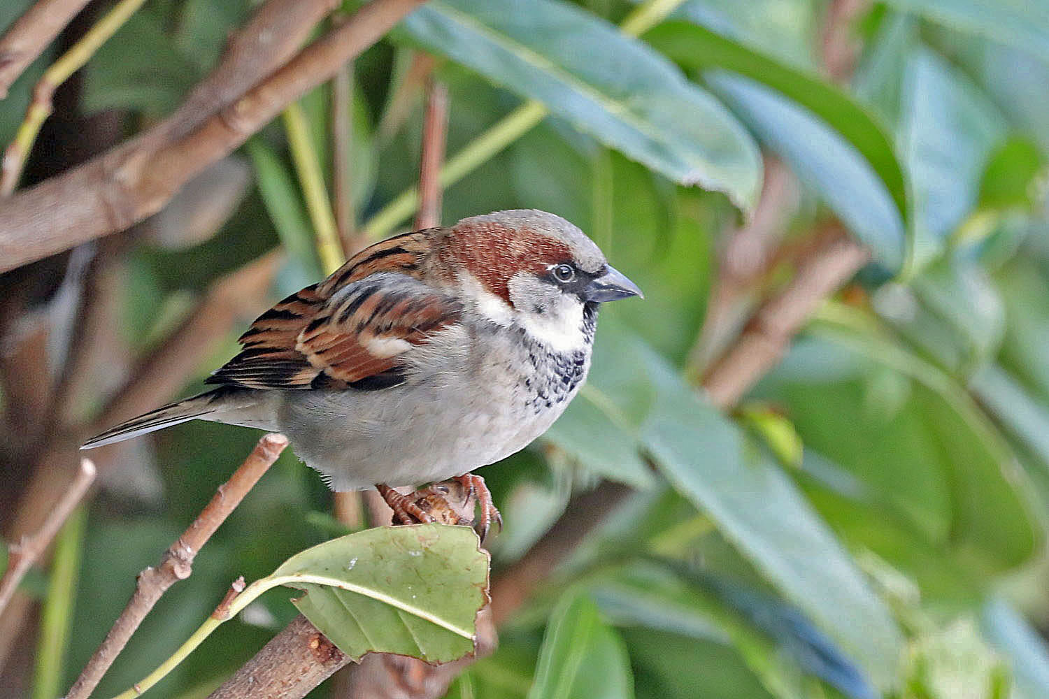 Haussperling Männchen