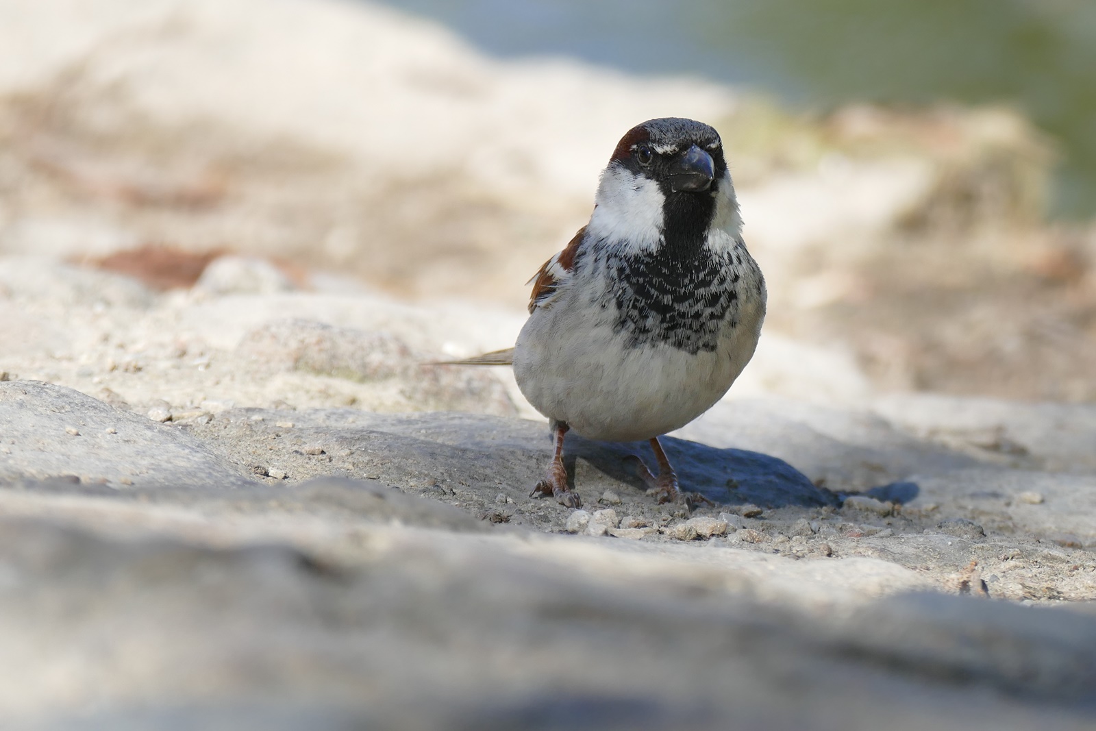 Haussperling Männchen