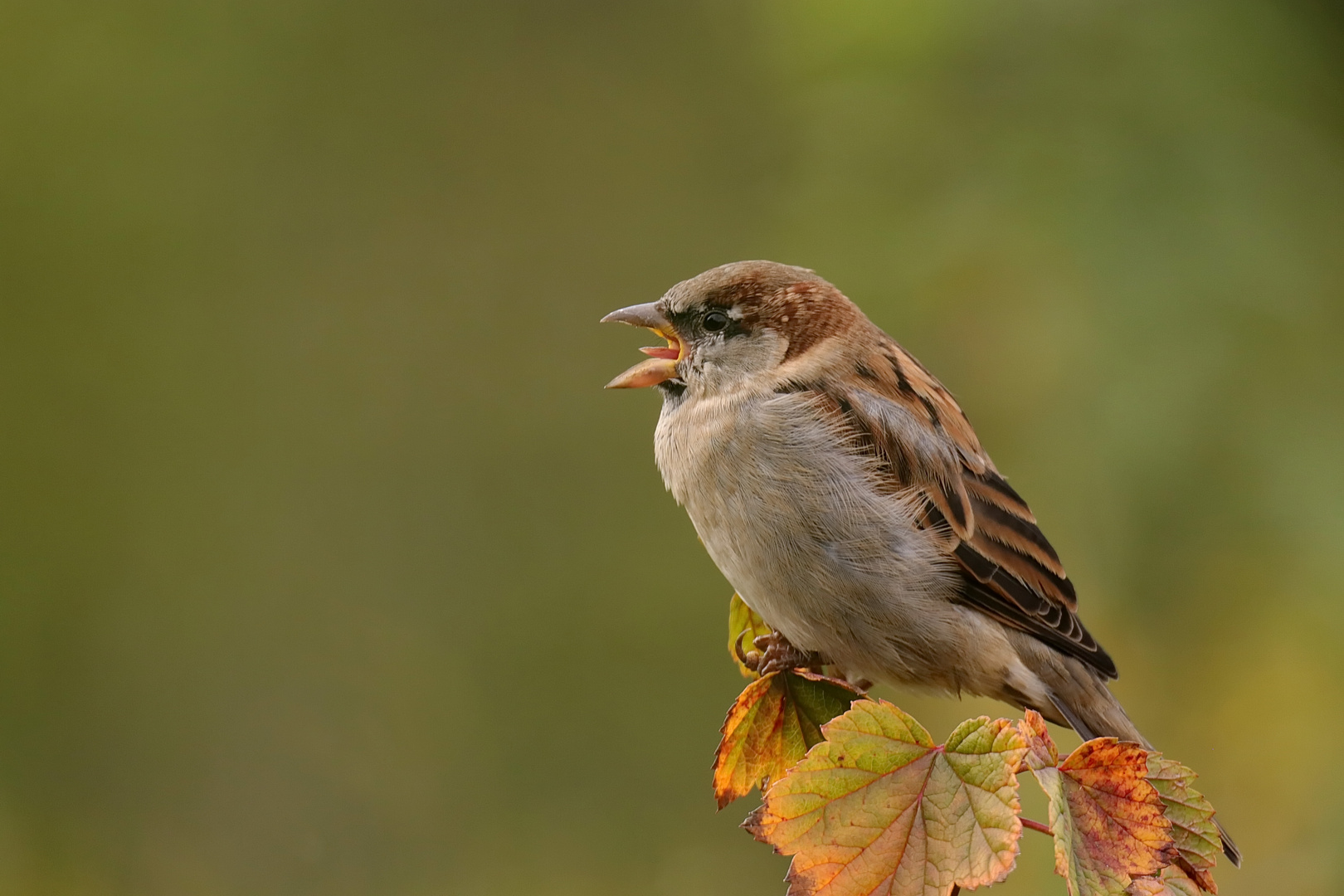 Haussperling Männchen