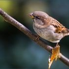 Haussperling Männchen, immatur