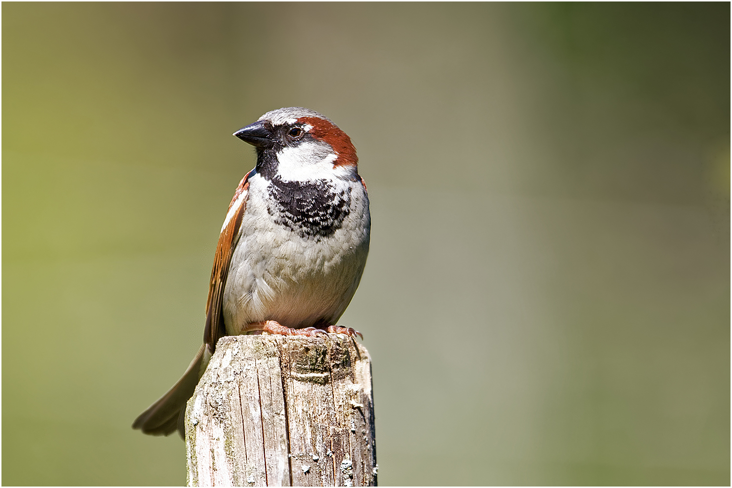 Haussperling Männchen (Passer domesticus)