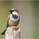 Haussperling Männchen (Passer domesticus)