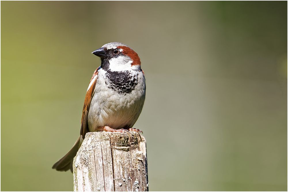 Haussperling Männchen (Passer domesticus)