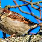 Haussperling - Männchen  ( Passer domesticus )