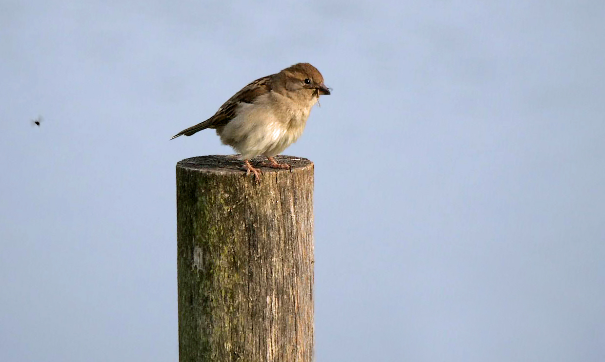 HAUSSPERLING mit Beute