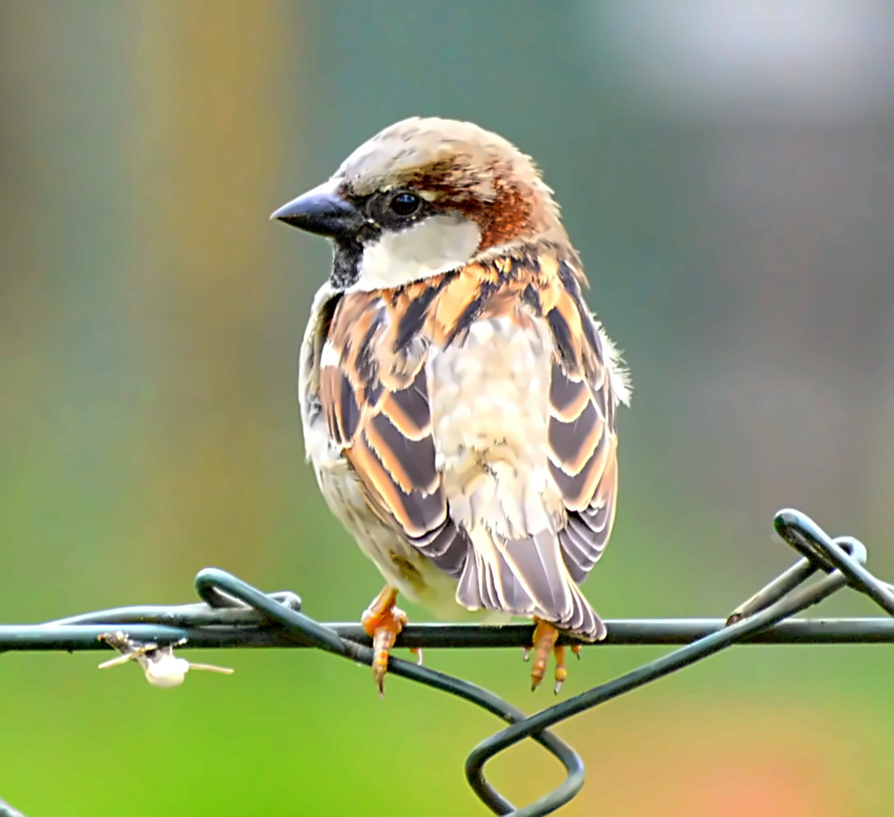 Haussperling oder auch Spatz genannt 