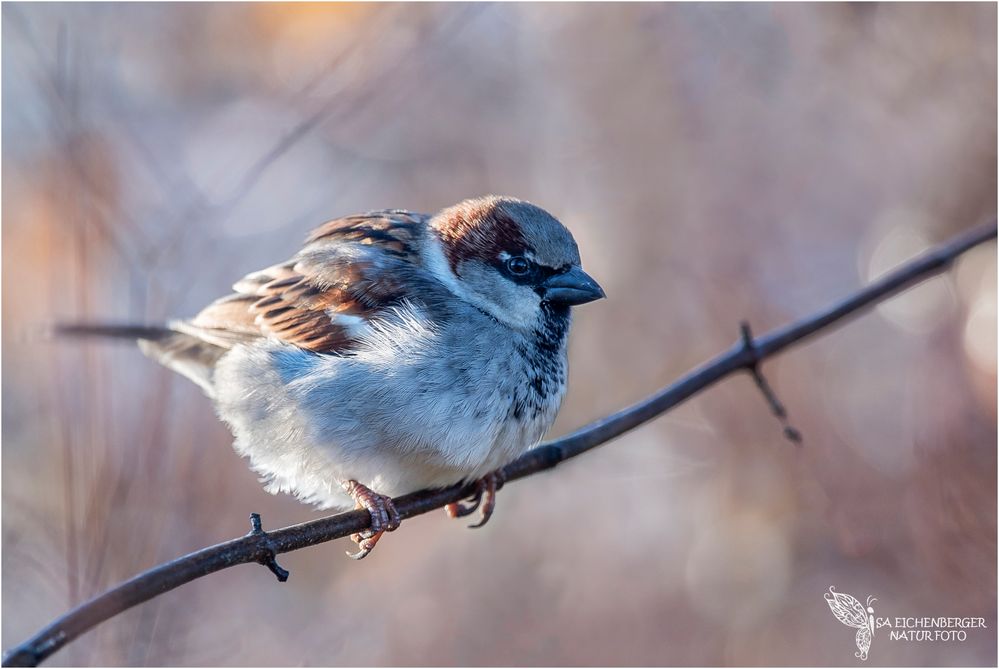 Haussperling oder *der Spatz* ;-)