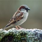 HausSperling oder einfach Spatz