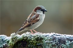 HausSperling oder einfach Spatz