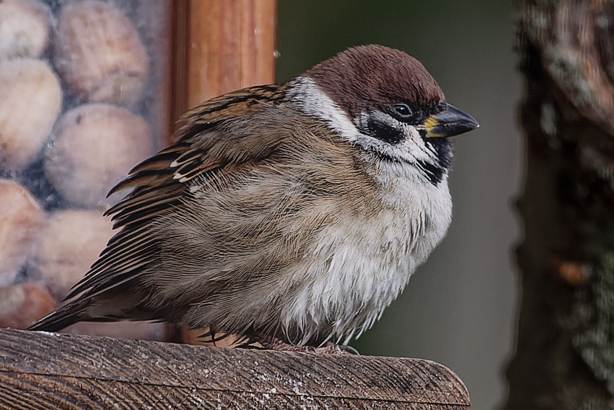 Haussperling oder Spatz