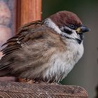 Haussperling oder Spatz