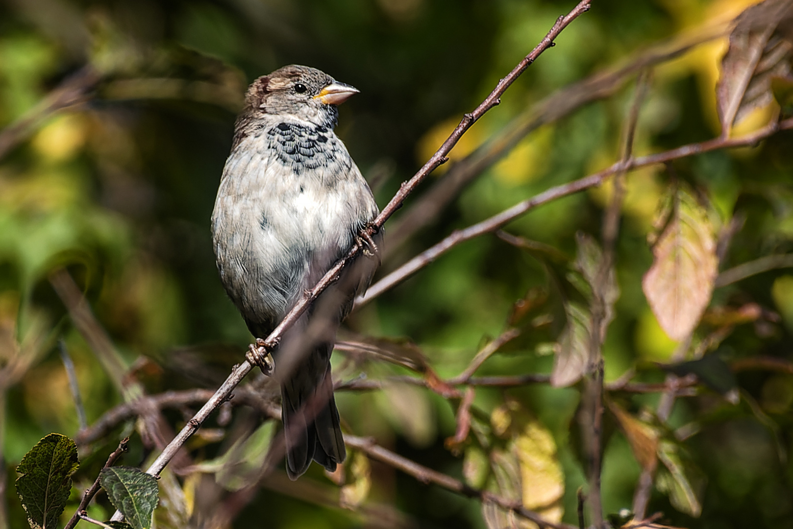 Haussperling oder Spatz