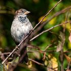 Haussperling oder Spatz