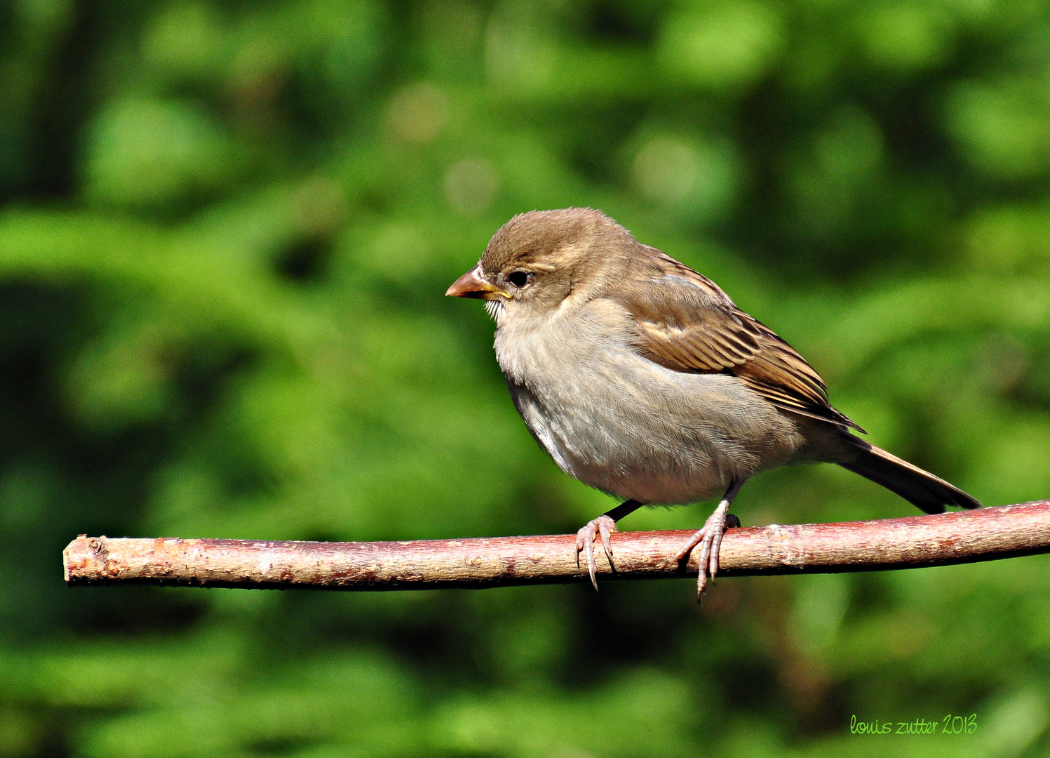 Haussperling oder Spatz