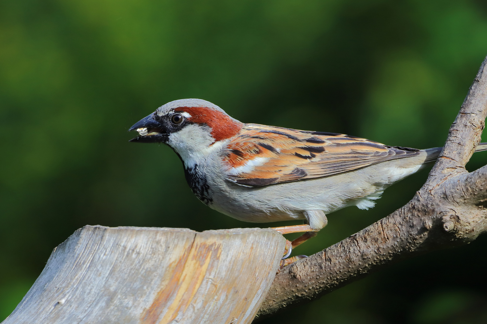 Haussperling ( Passe domesticus )