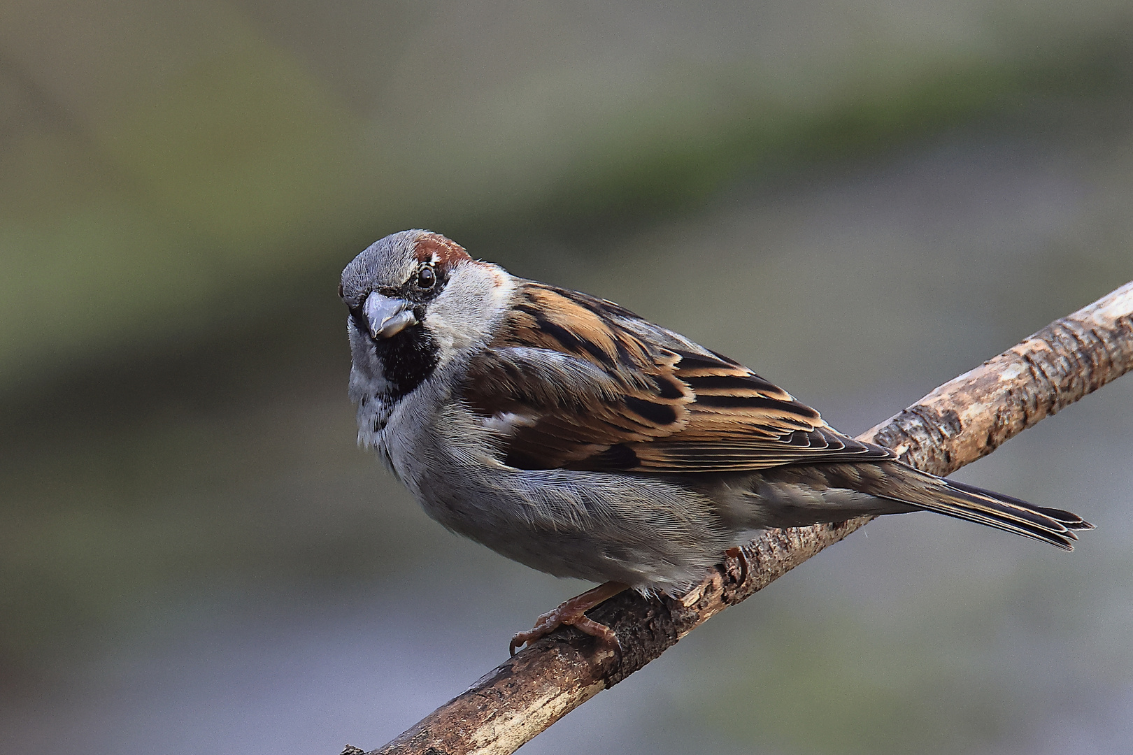 Haussperling (Passer domesticus)