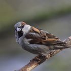 Haussperling (Passer domesticus)