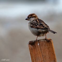 Haussperling (Passer domesticus)