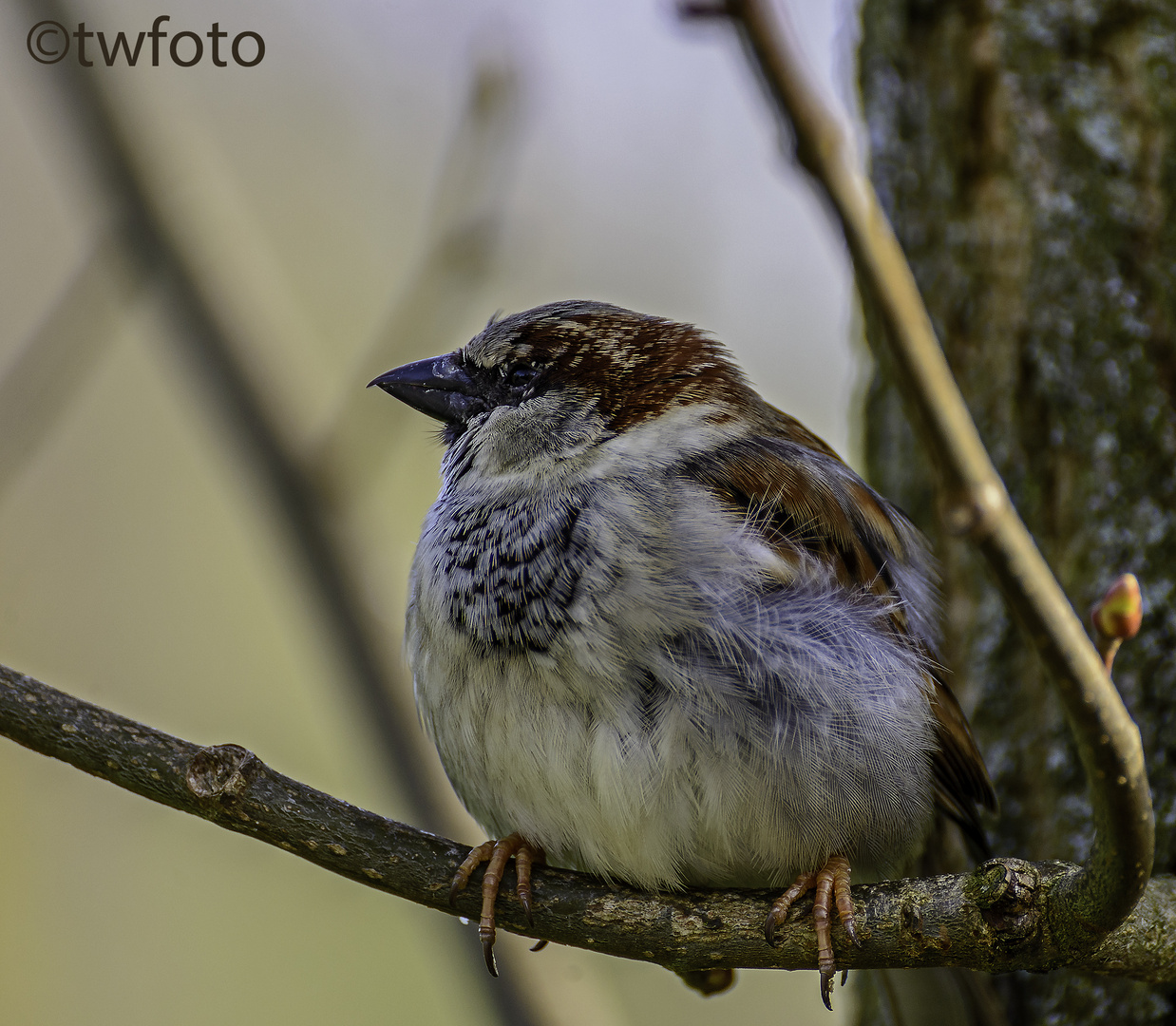 Haussperling (Passer domesticus)