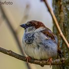 Haussperling (Passer domesticus)