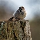 Haussperling (Passer domesticus)