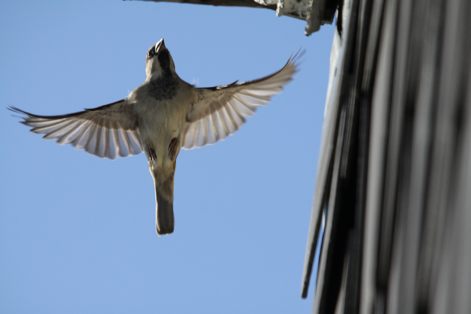 Haussperling (Passer domesticus)