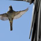 Haussperling (Passer domesticus)