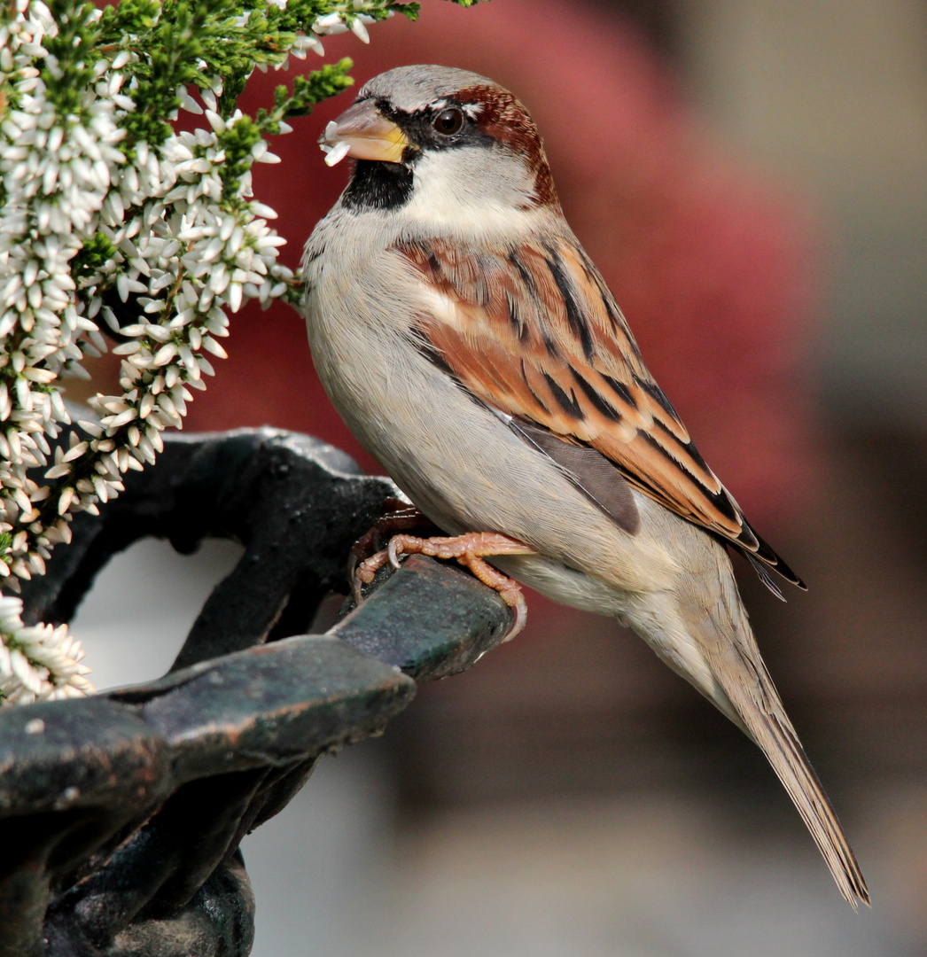 Haussperling (Passer domesticus)