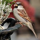 Haussperling (Passer domesticus)