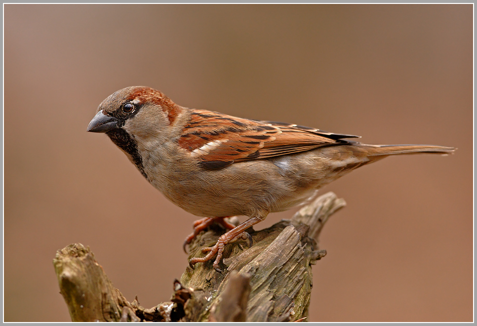 Haussperling (Passer domesticus)