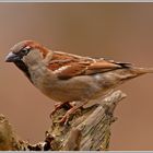 Haussperling (Passer domesticus)