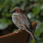 Haussperling (Passer domesticus) 1