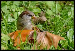 Haussperling (Passer Domesticus) 1