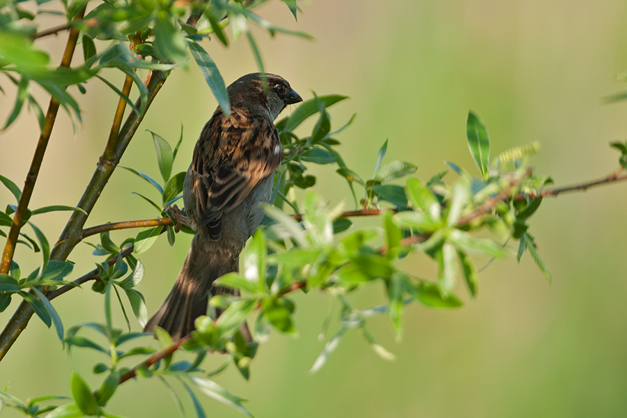 Haussperling (Passer domesticus)